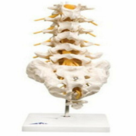 TOYS4.0 Anatomical Model Lumbar Spinal Column TO291563